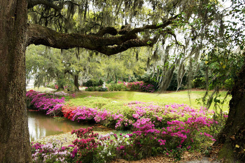 Middleton Place Garden Tours Butterfly Lakes Formal And
